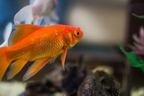 Les carpes Koi : une histoire et des techniques pour les élever dans votre aquarium