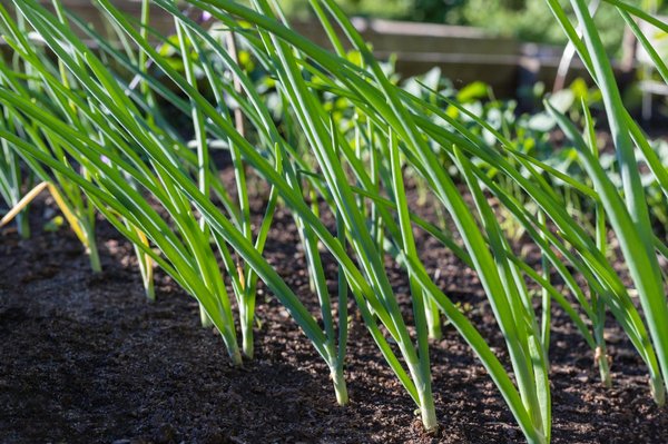 Comment cultiver l'oignon dans son jardin ?