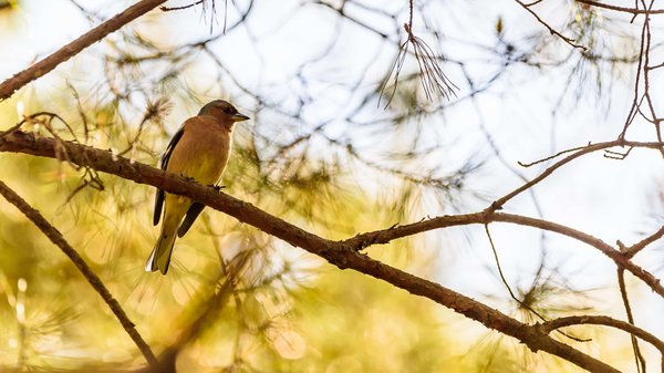 Pics d'oiseaux : quels sont les différents types et comment choisir ?