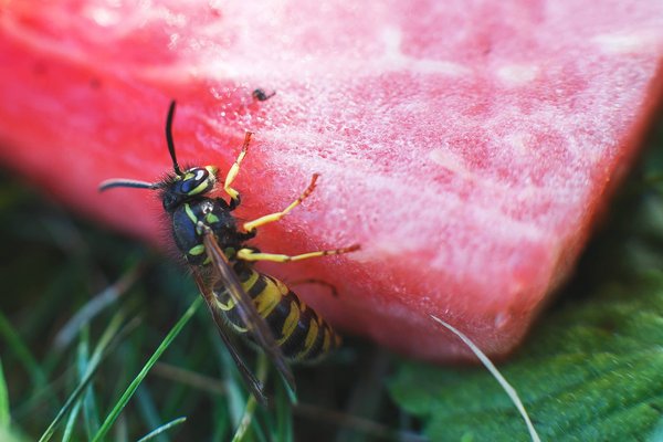 Quelles sont les méthodes efficaces pour éliminer les guêpes dans votre maison ?